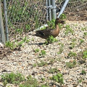 Meet your Posher, Rachael